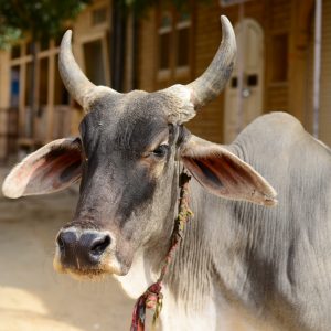 Cow Share